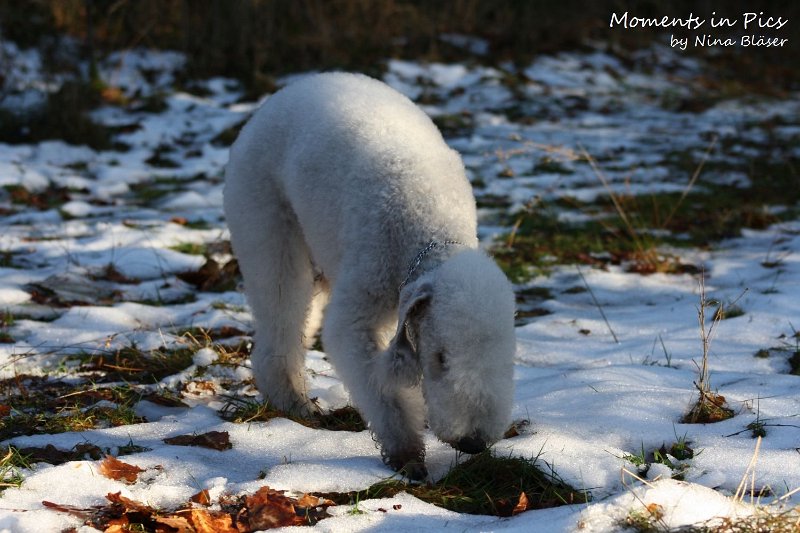 Airis Blue Volshebny Svet 2009-12-26 (8).JPG